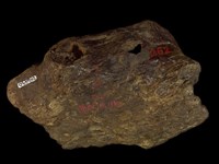 藏品(動物骨化石)的圖片